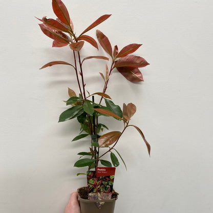 Photinia x fraseri Red Robin Hedge Plant - 9cm - 5L Pot - plants - express.com
