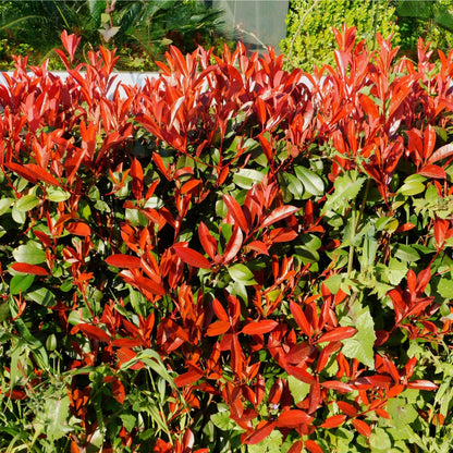 Photinia x fraseri Red Robin Hedge Plant - 9cm - 5L Pot - plants - express.com