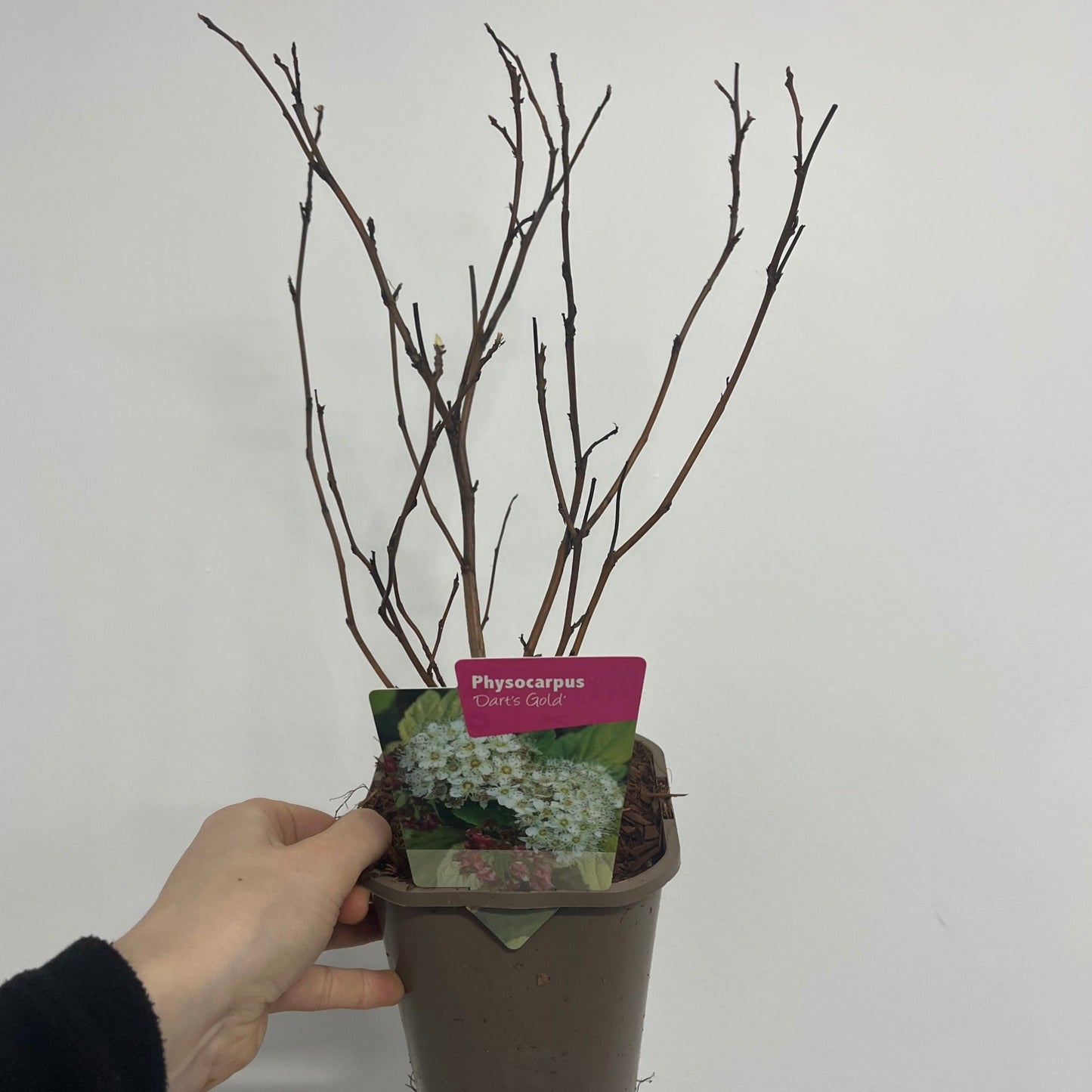 Physocarpus opulifolius 'Dart's Gold' 1L - plants - express.com