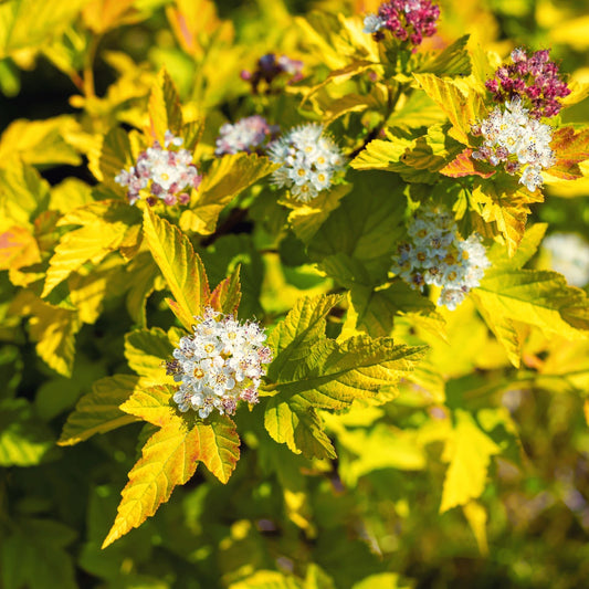 Physocarpus opulifolius 'Dart's Gold' 1L - plants - express.com