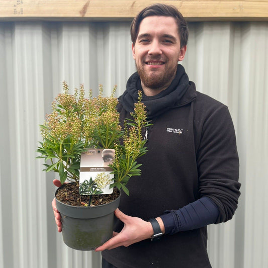 Pieris japonica 'Debutance' 2L - plants - express.com