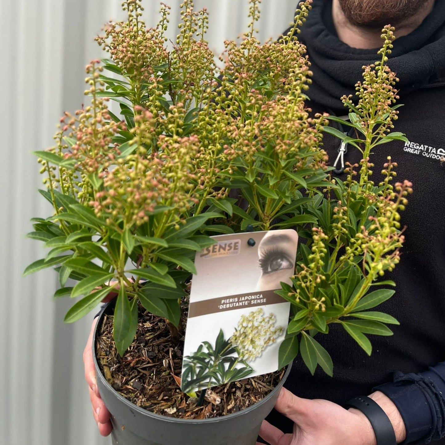 Pieris japonica 'Debutance' 2L - plants - express.com