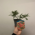 9cm (10-20cm including growers pot)