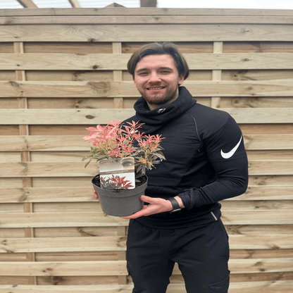 Pieris Japonica Flaming Silver: Compact Evergreen Shrub (9cm/2L) - plants - express.com