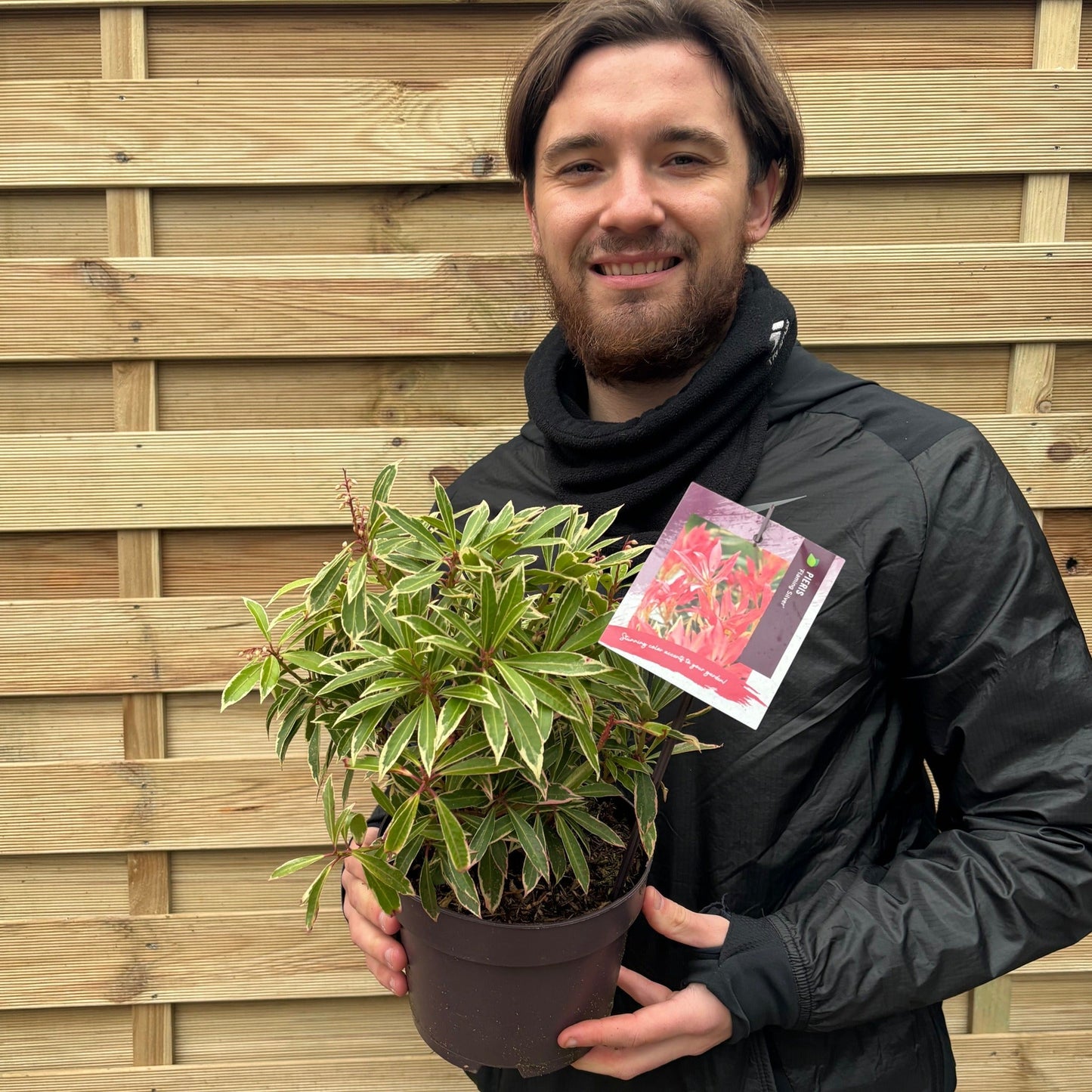 Pieris Japonica Flaming Silver: Compact Evergreen Shrub (9cm/2L) - plants - express.com