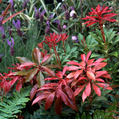 Pieris Mountain Fire: Dramatic Red - to - Green Evergreen Shrub - plants - express.com