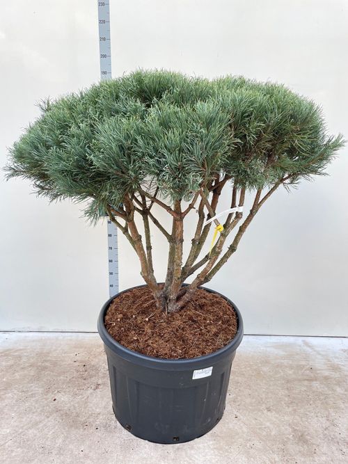 Pinus Sylvestris 'Watereri Umbrella' 180cm - Elegant Dwarf Scots Pine - plants - express.com