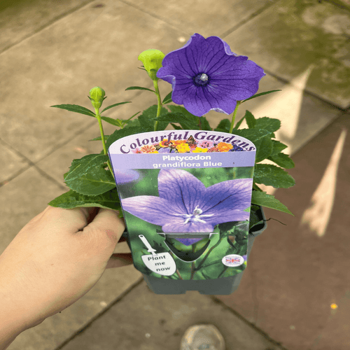 Platycodon grandiflora Blue 9cm - plants - express.com