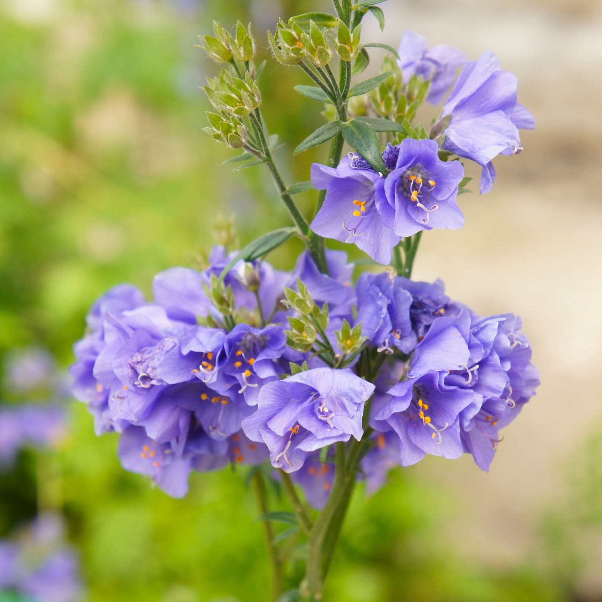 Polemonium caeruleum Jacob's Ladder Blue 9cm Pot - plants - express.com