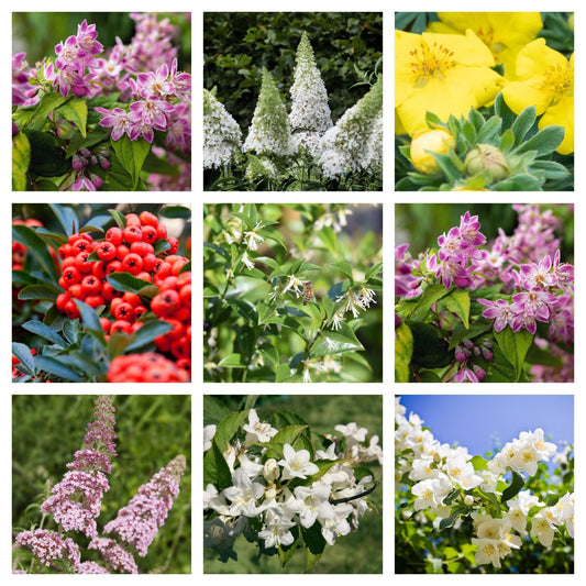 Pollinator Paradise: 5 Handpicked Shrubs for Butterflies and Bees - plants - express.com