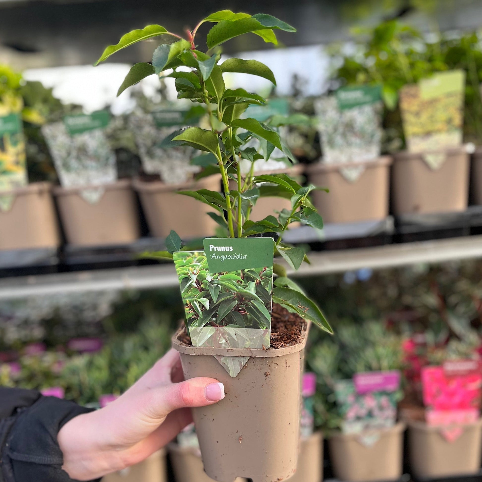 Portuguese Laurel Hedge | Hardy Evergreen Shrub for Year - Round Privacy - plants - express.com