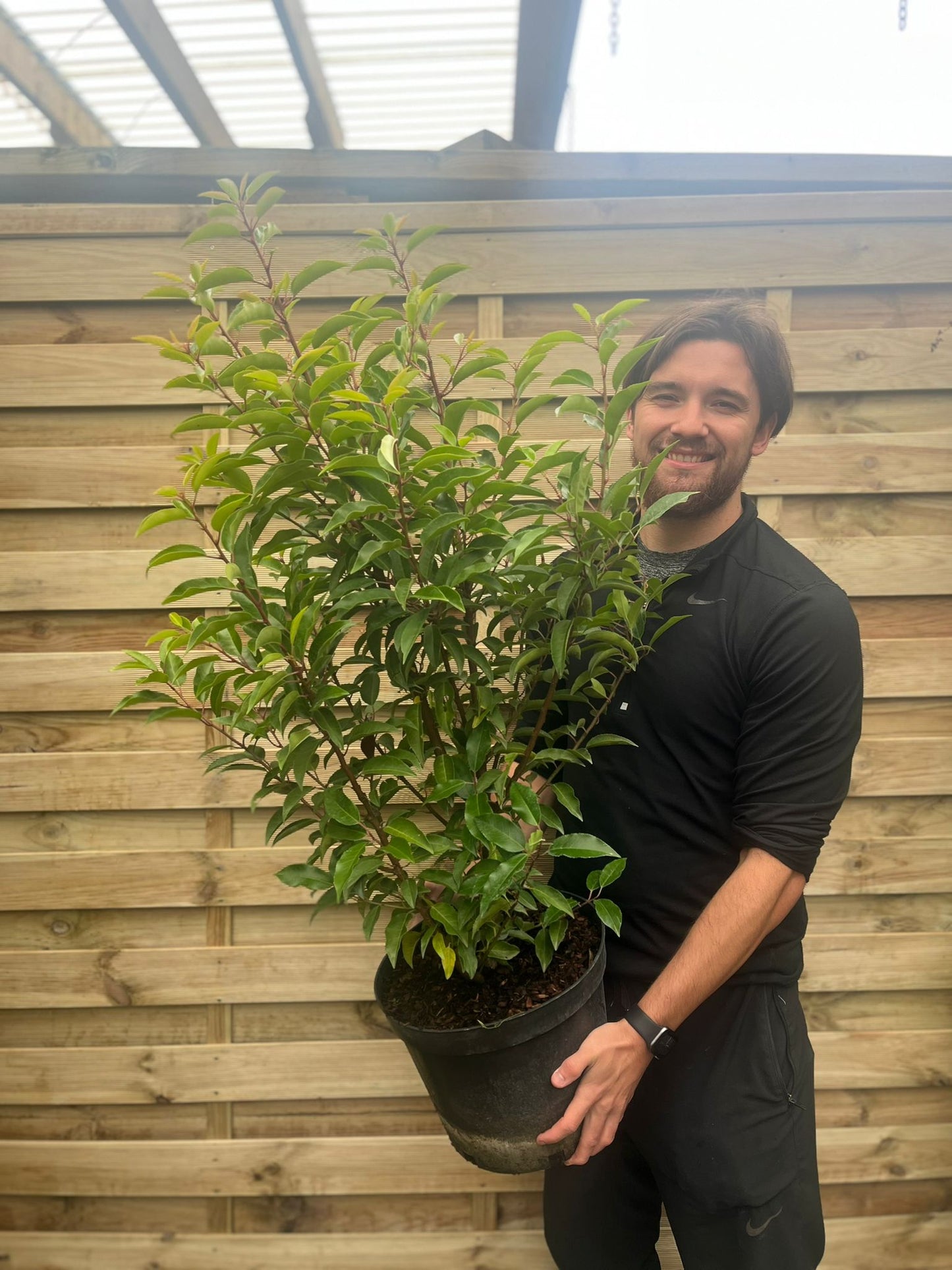 Portuguese Laurel Hedge | Hardy Evergreen Shrub for Year - Round Privacy - plants - express.com