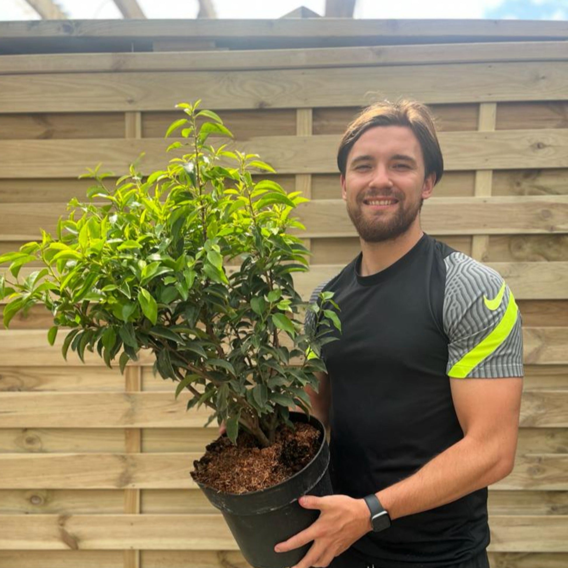 Portuguese Laurel Hedge | Hardy Evergreen Shrub for Year - Round Privacy - plants - express.com