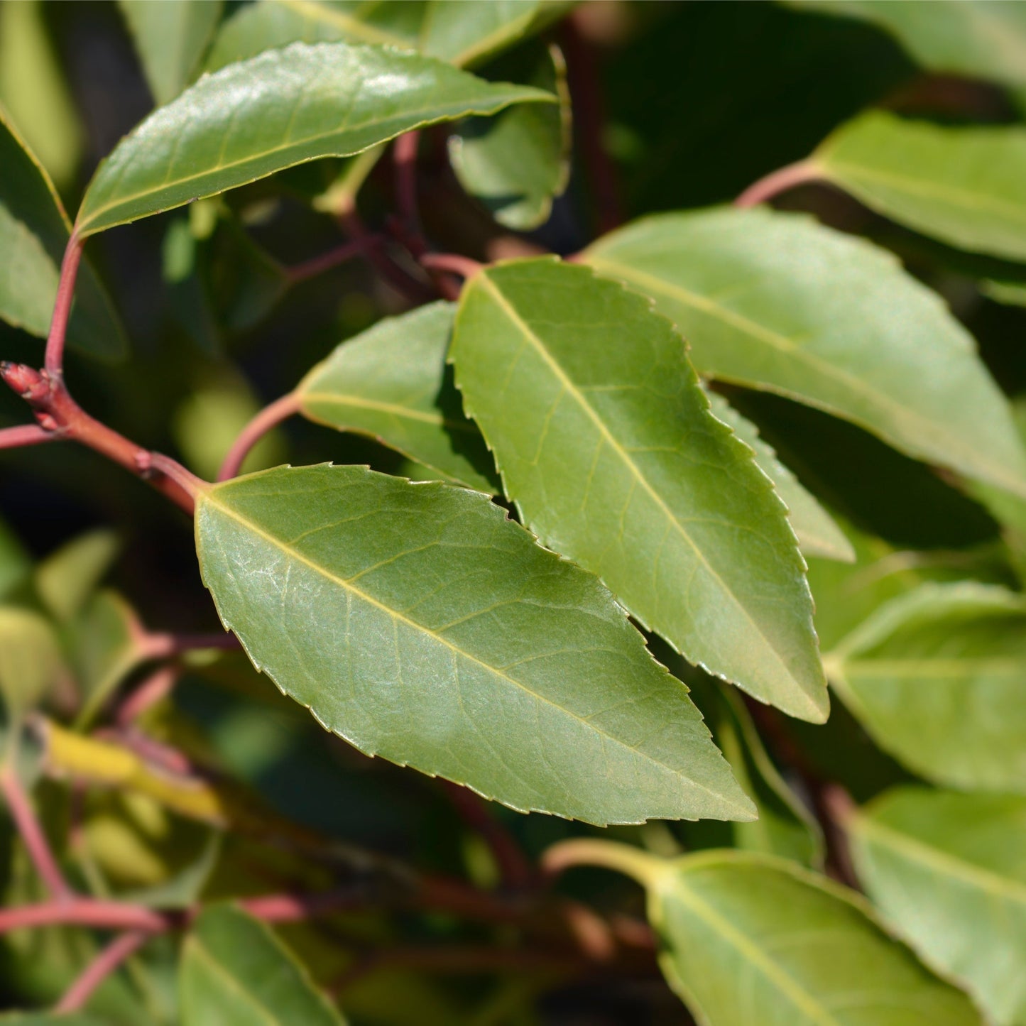 Portuguese Laurel Hedge | Hardy Evergreen Shrub for Year - Round Privacy - plants - express.com