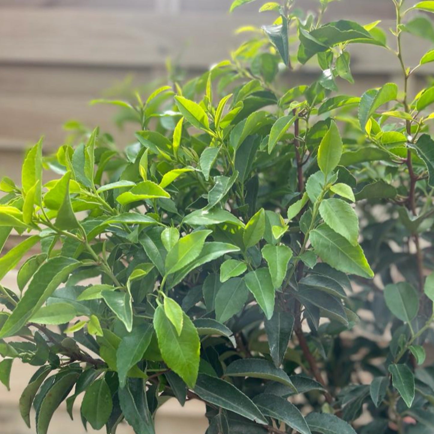 Portuguese Laurel Hedge | Hardy Evergreen Shrub for Year - Round Privacy - plants - express.com