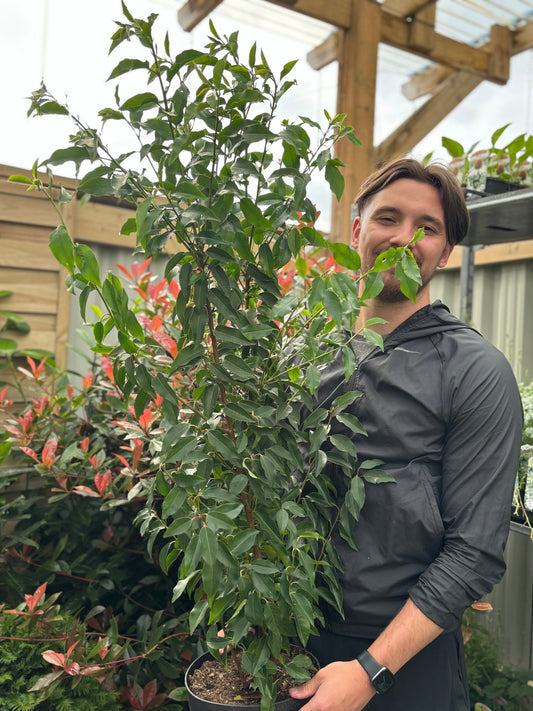 Portuguese Laurel Hedge | Hardy Evergreen Shrub for Year - Round Privacy - plants - express.com