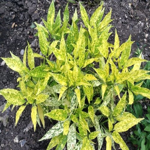 Pre - Order Aucuba 'Golden Girl' - Stunning Evergreen Shrub with Gold Foliage - plants - express.com