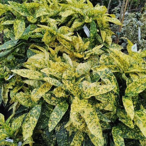 Pre - Order Aucuba 'Golden Girl' - Stunning Evergreen Shrub with Gold Foliage - plants - express.com