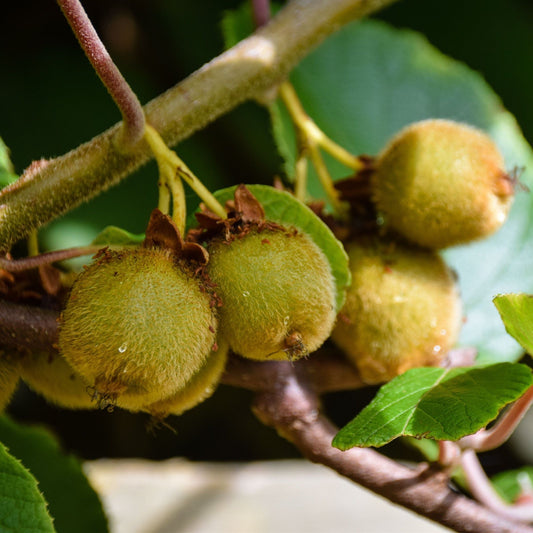 Premium Kiwi 'Jenny' Plant - Hardy, Self - Fertile, Juicy Fruit in 2 Years! - plants - express.com