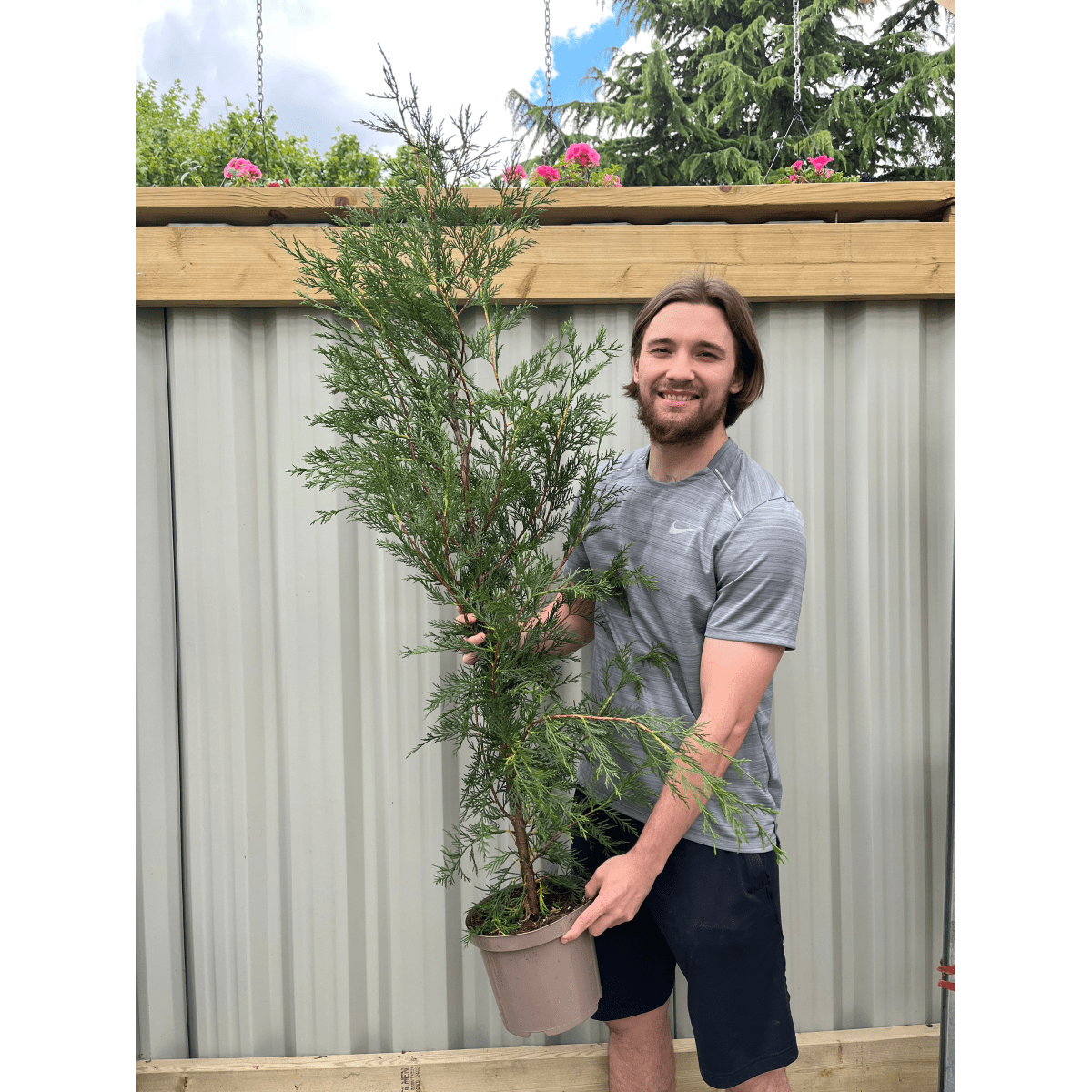 Premium Potted Leylandii Hedge Conifers – Fast - Grow Evergreen Privacy - plants - express.com