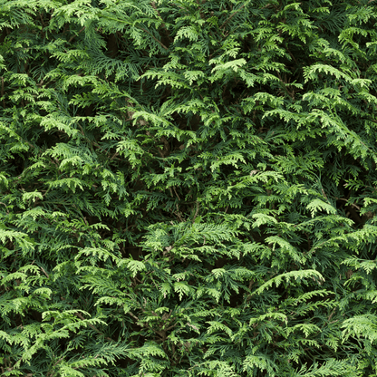 Premium Potted Leylandii Hedge Conifers – Fast - Grow Evergreen Privacy - plants - express.com