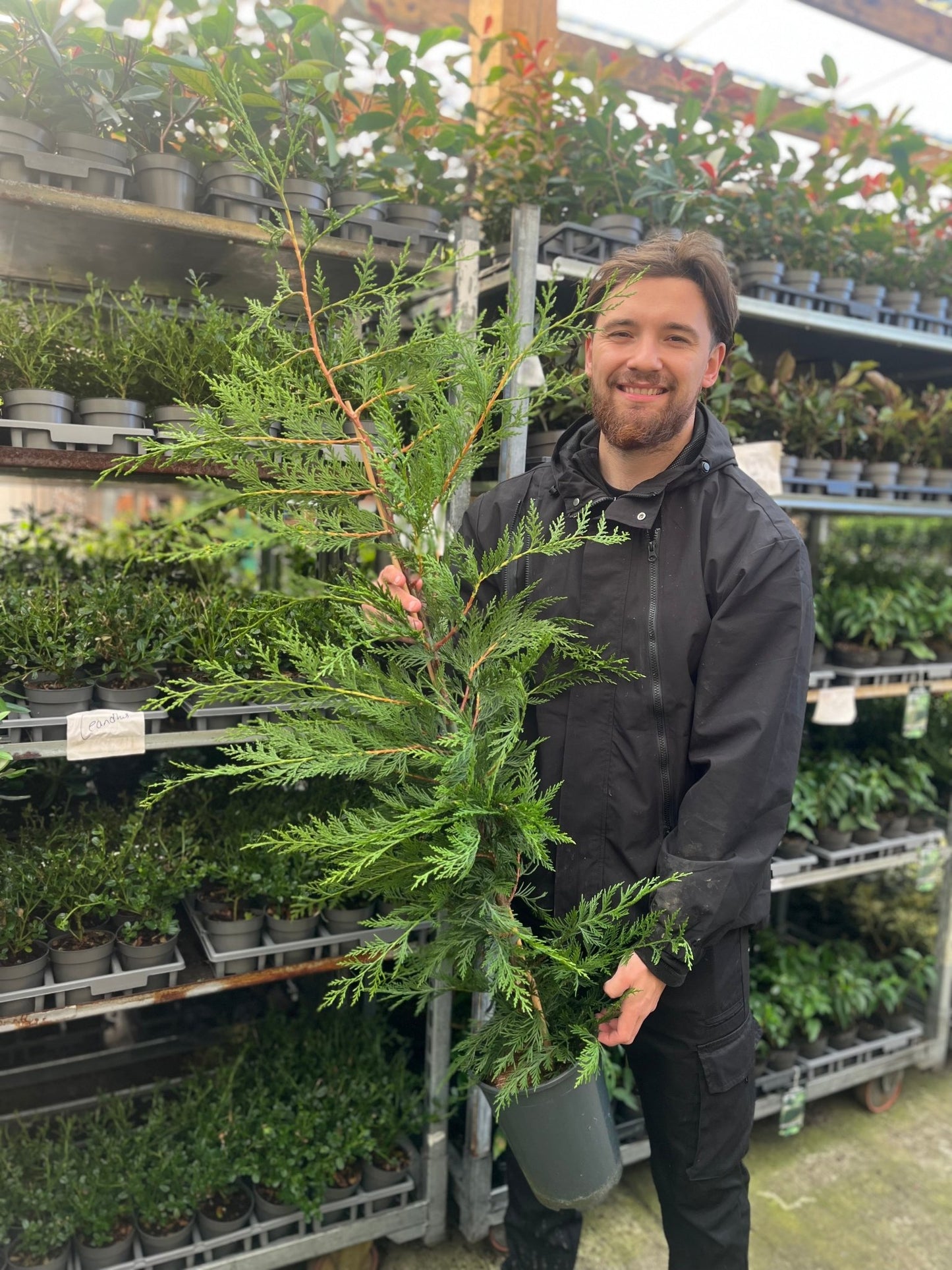 Premium Potted Leylandii Hedge Conifers – Fast - Grow Evergreen Privacy - plants - express.com