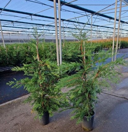 Premium Potted Leylandii Hedge Conifers – Fast - Grow Evergreen Privacy - plants - express.com