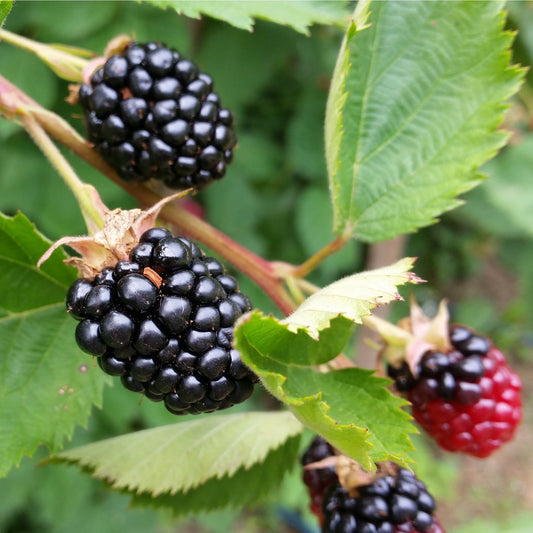 Premium Thornless Blackberry Bush - Bountiful Harvest of Juicy Blackberries! - plants - express.com