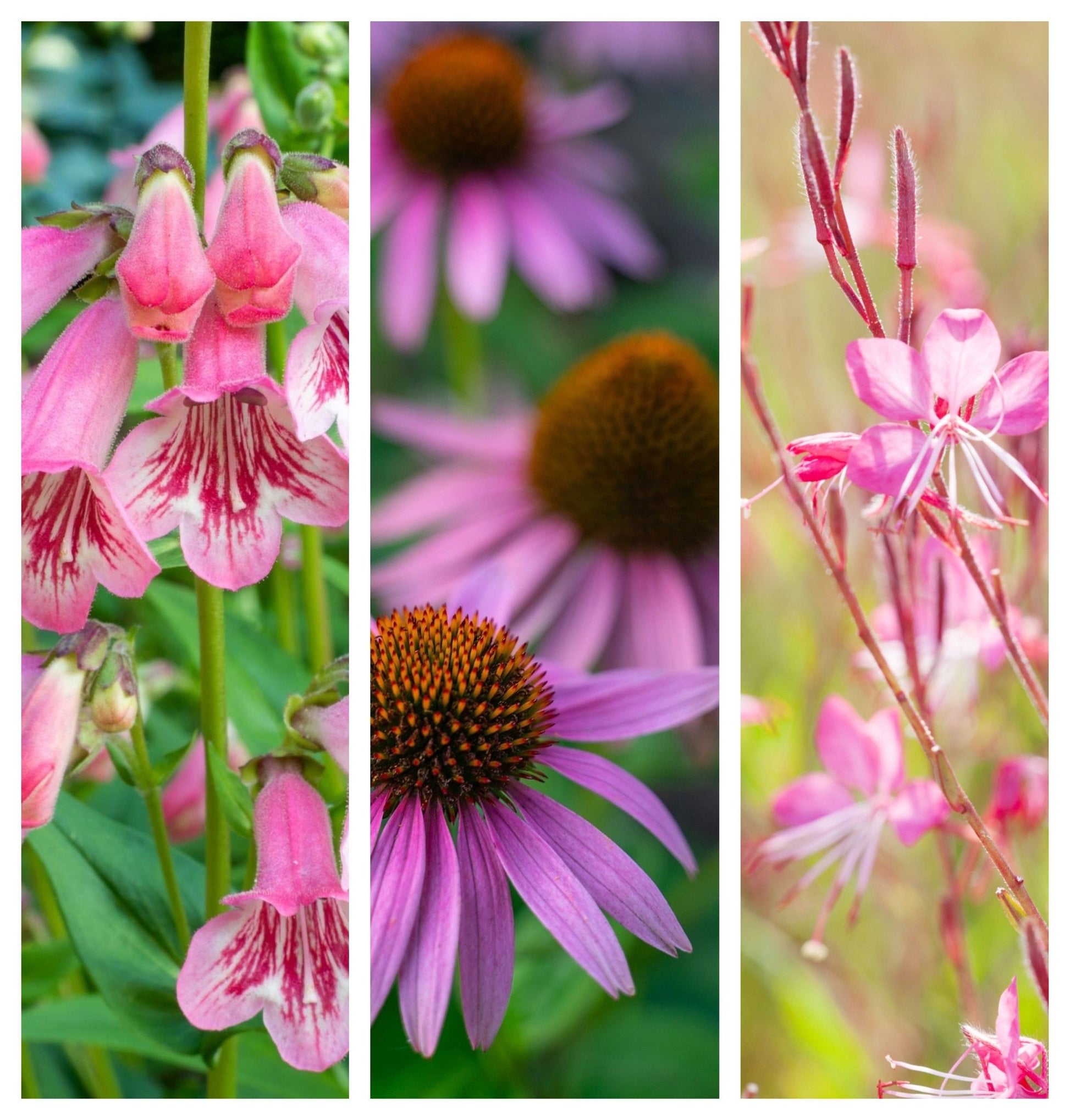 Pretty in Pinks (3 x 9cm Pots) - plants - express.com