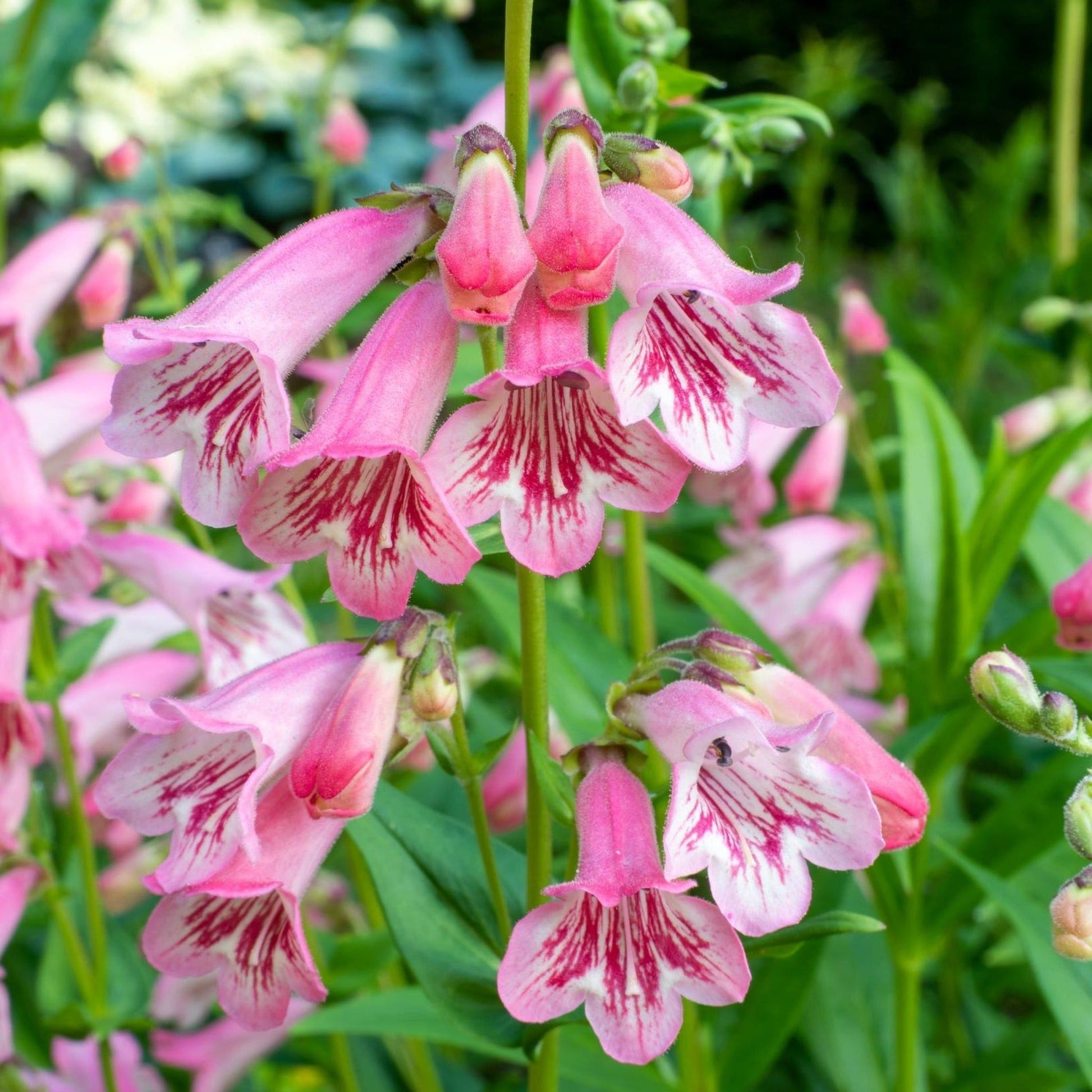 Pretty in Pinks (3 x 9cm Pots) - plants - express.com