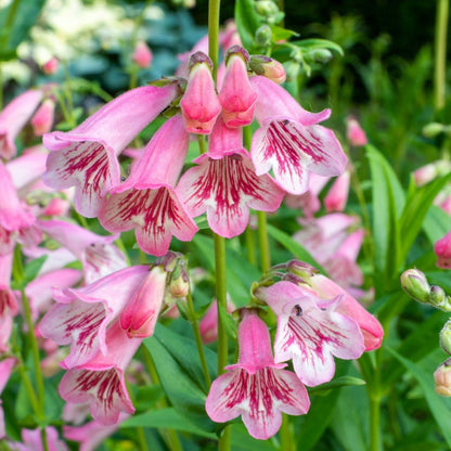 Pretty in Pinks (3 x 9cm Pots) - plants - express.com