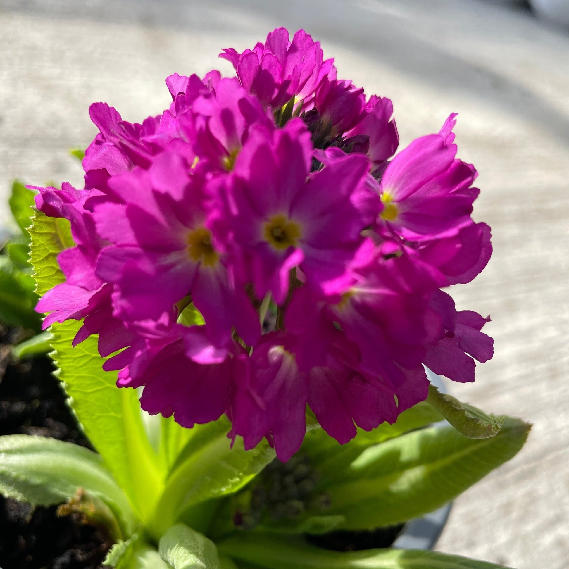 Primula Denticulata Lilac 9cm - plants - express.com