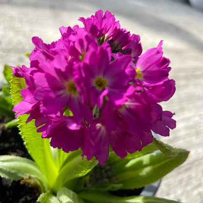 Primula Denticulata Lilac 9cm - plants - express.com