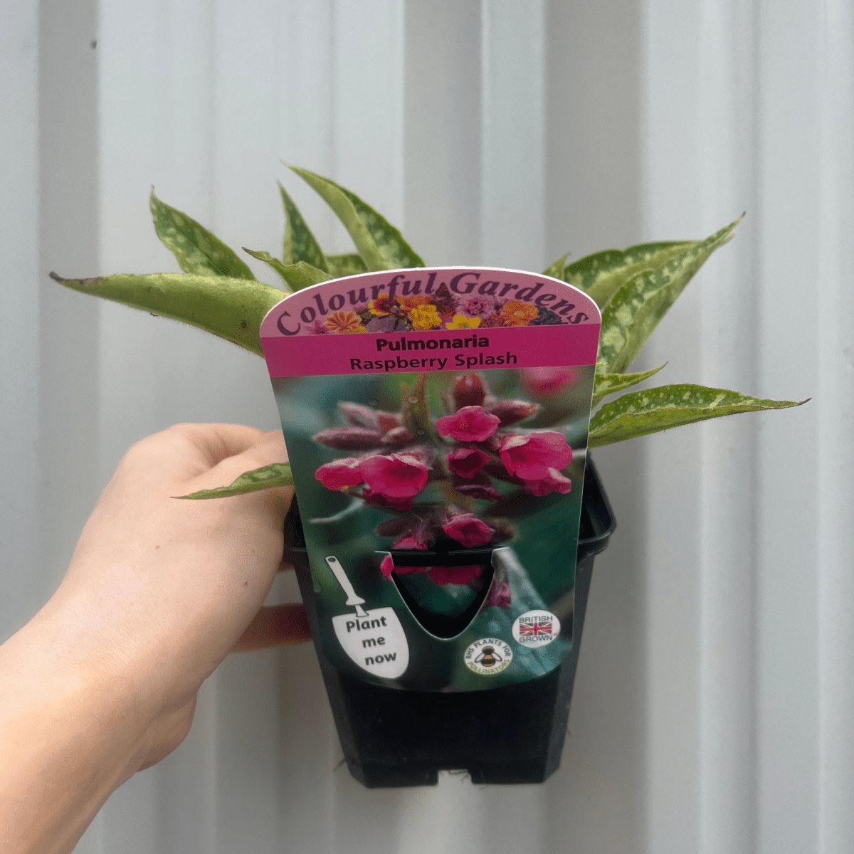 Pulmonaria Raspberry Splash – Rosy Blooms, 9cm/2L Pot Plant - plants - express.com