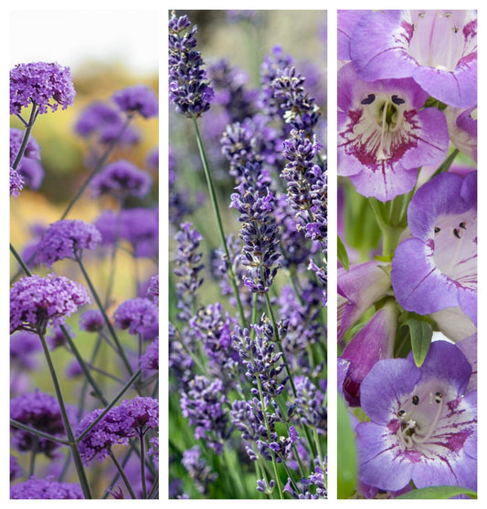 Purple Passion (3 x 9cm Pots) - plants - express.com