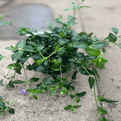 Purple Periwinkle Ground Cover - Vinca Minor Atropurpureum 2L Pot - plants - express.com