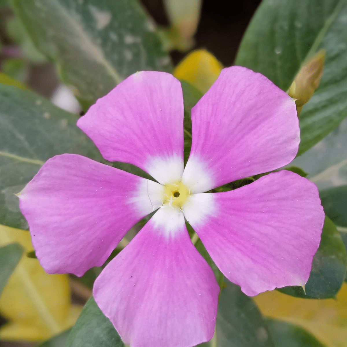 Purple Periwinkle Ground Cover - Vinca Minor Atropurpureum 2L Pot - plants - express.com