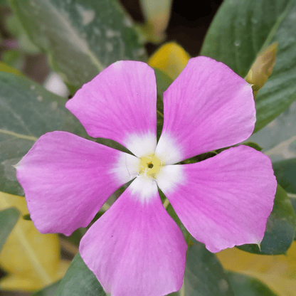 Purple Periwinkle Ground Cover - Vinca Minor Atropurpureum 2L Pot - plants - express.com