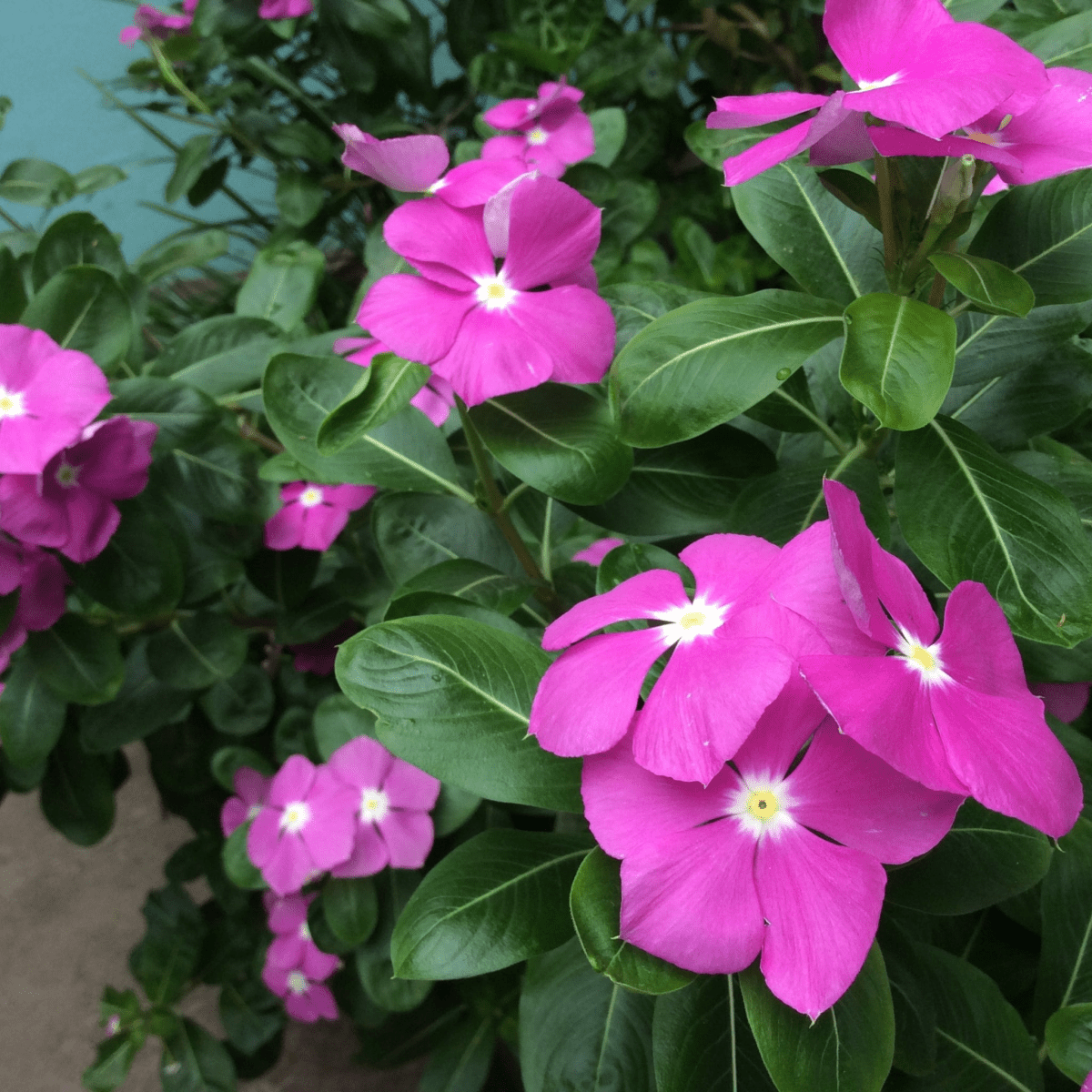 Purple Periwinkle Ground Cover - Vinca Minor Atropurpureum 2L Pot - plants - express.com