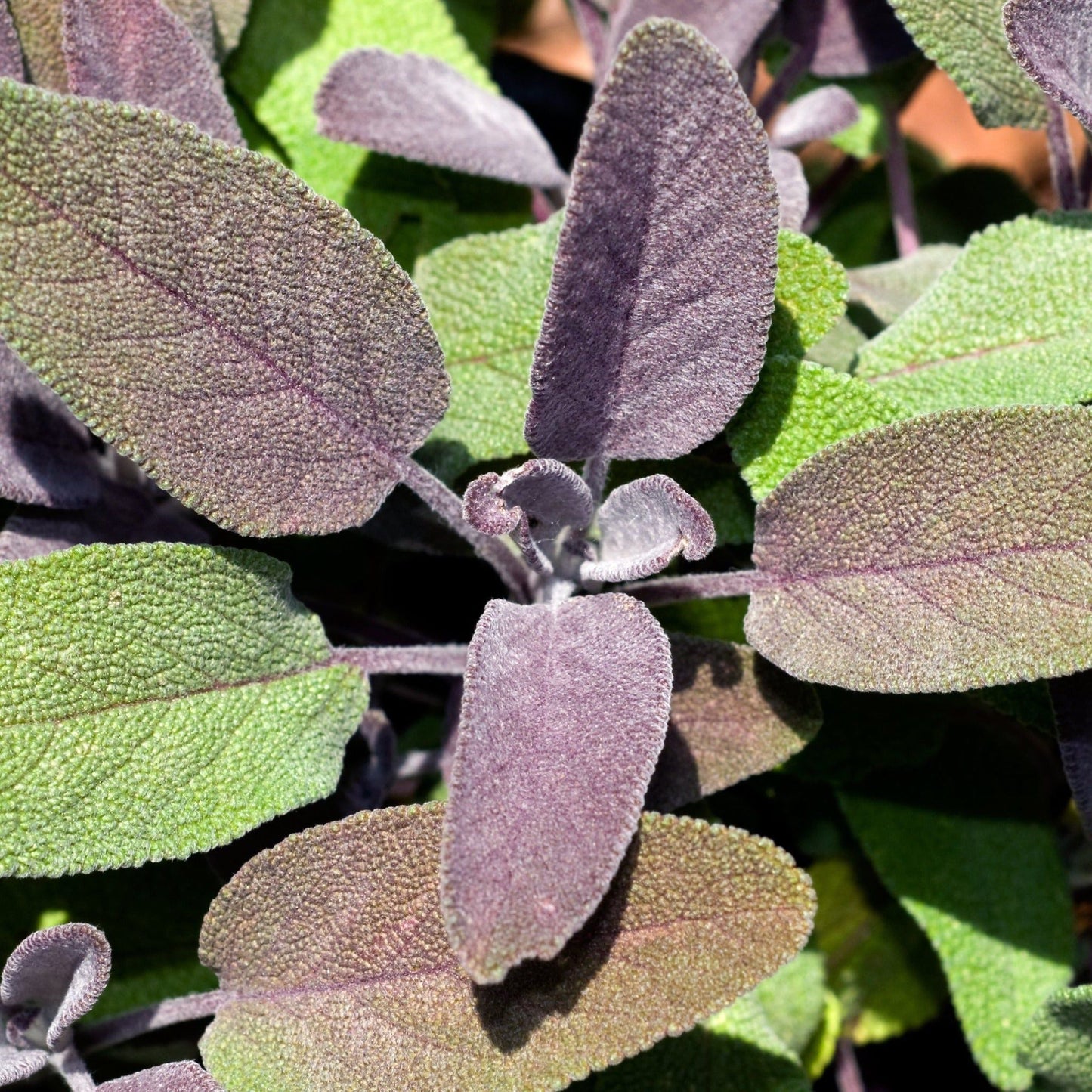 Purple Sage Herb (Purpurascens) - Fragrant 9cm Pot - plants - express.com