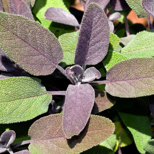 Purple Sage Herb (Purpurascens) - Fragrant 9cm Pot - plants - express.com