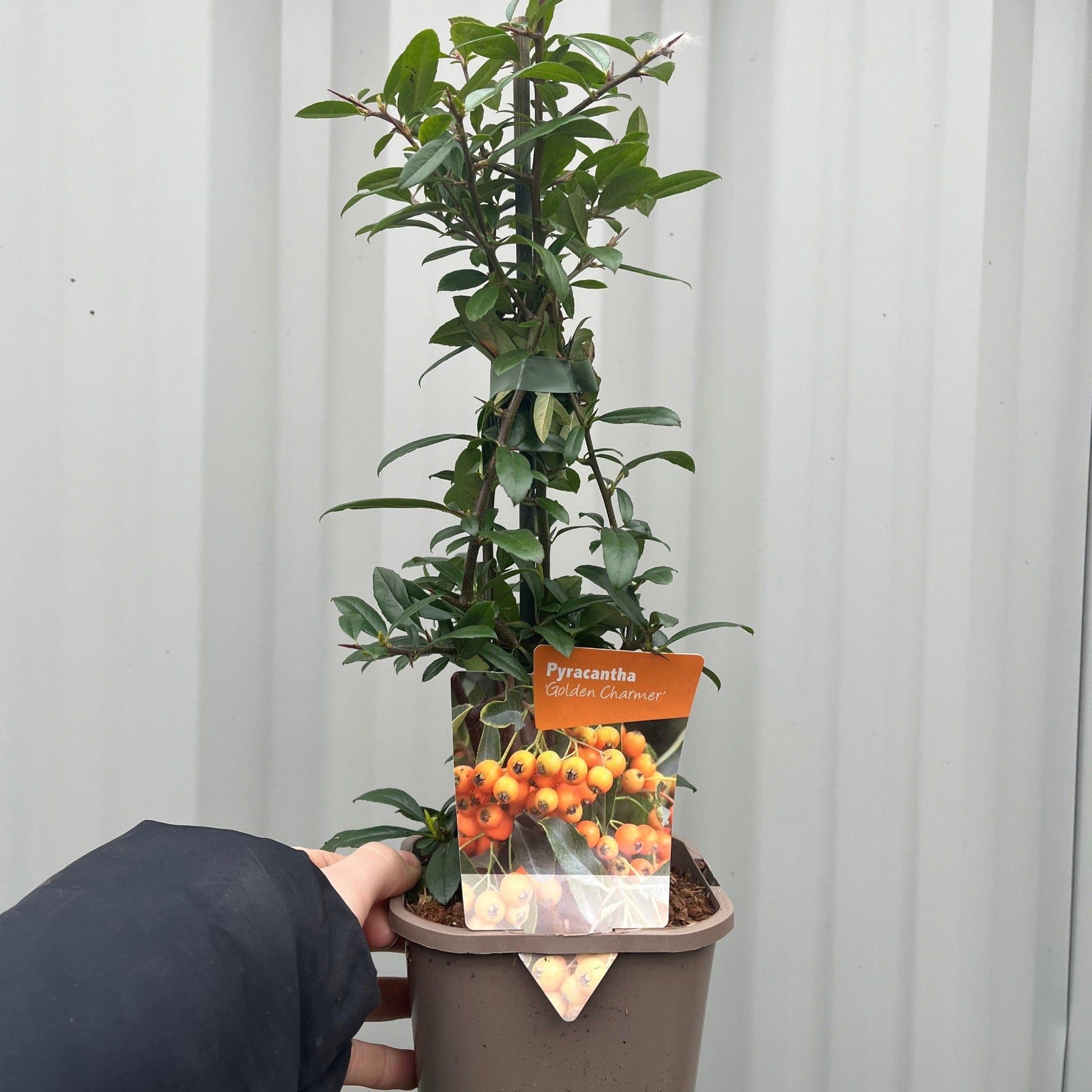Pyracantha coccinea 'Golden Charmer' 1L - plants - express.com