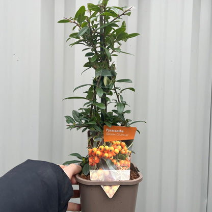 Pyracantha coccinea 'Golden Charmer' 1L - plants - express.com