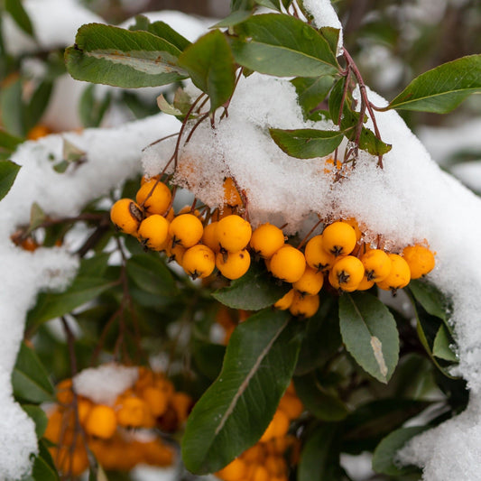 Pyracantha coccinea 'Golden Charmer' 1L - plants - express.com