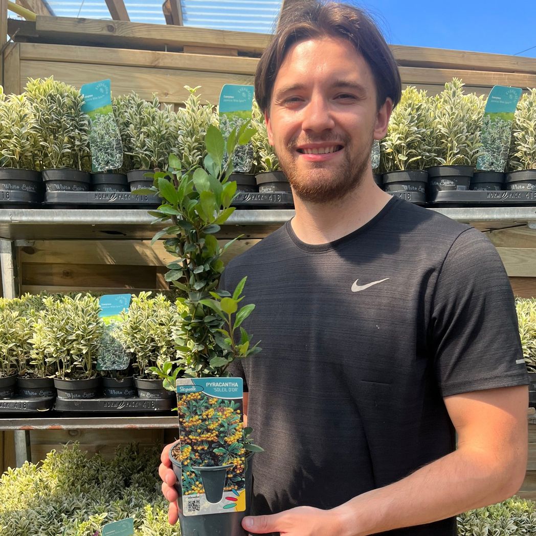 Pyracantha Soleil d'or: Evergreen Hedge Plant with Orange Berries (1L/2L) - plants - express.com