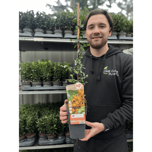 Pyracantha Soleil d'or: Evergreen Hedge Plant with Orange Berries (1L/2L) - plants - express.com