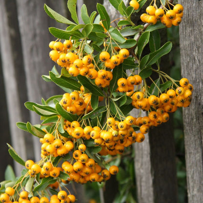 Pyracantha Soleil d'or: Evergreen Hedge Plant with Orange Berries (1L/2L) - plants - express.com