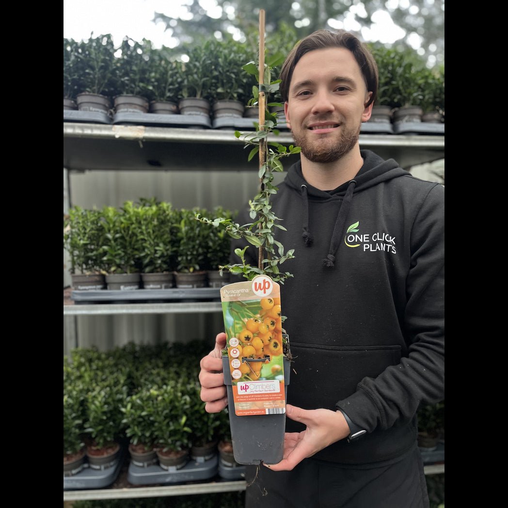 Pyracantha Soleil d'or: Evergreen Hedge Plant with Orange Berries (1L/2L) - plants - express.com