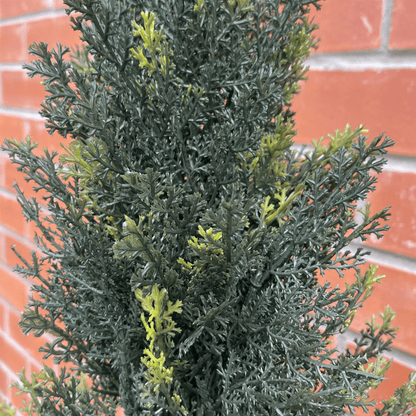 Realistic 120cm Cedar Topiary Tree - Maintenance - Free Year - Round Greenery - plants - express.com