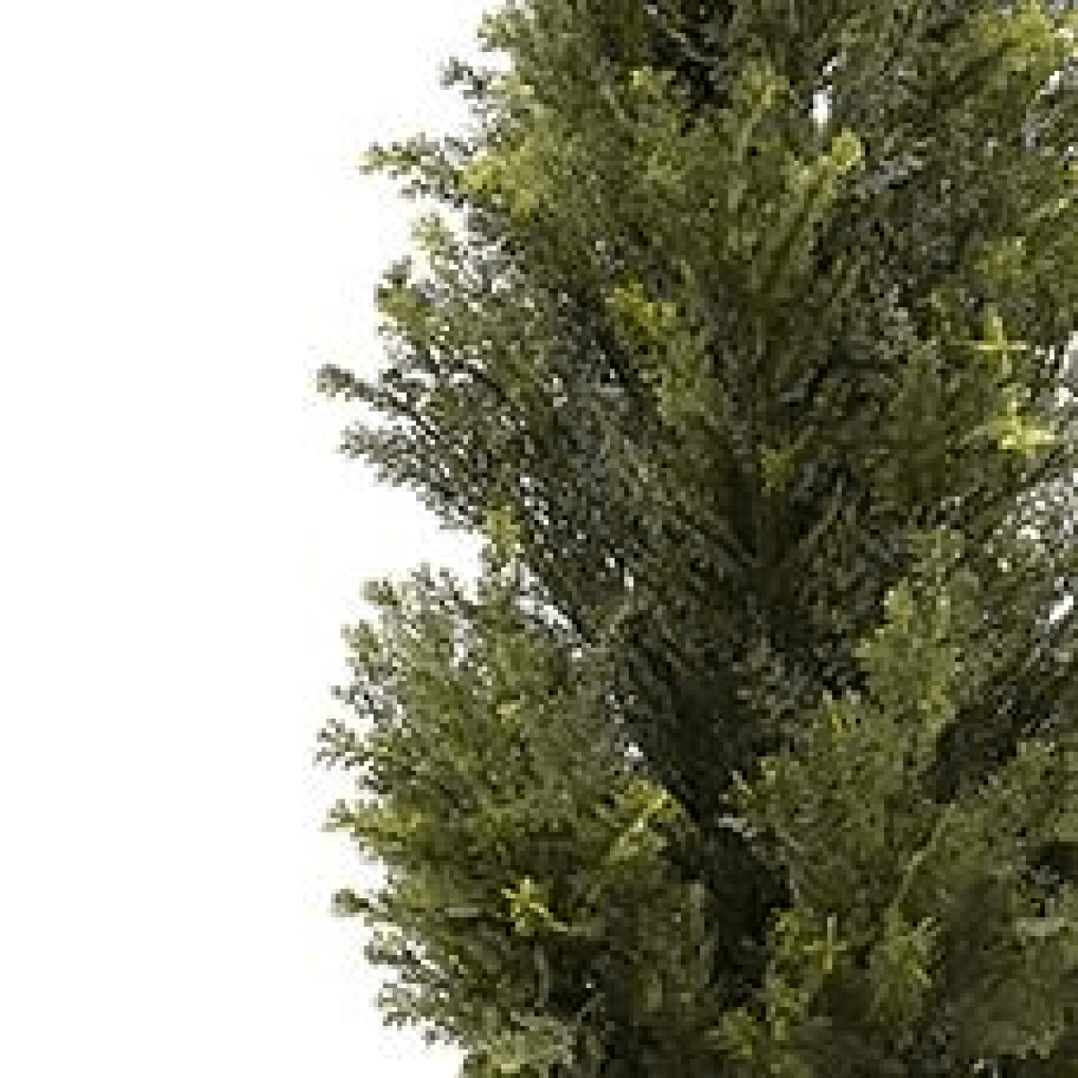 Realistic 120cm Cedar Topiary Tree - Maintenance - Free Year - Round Greenery - plants - express.com